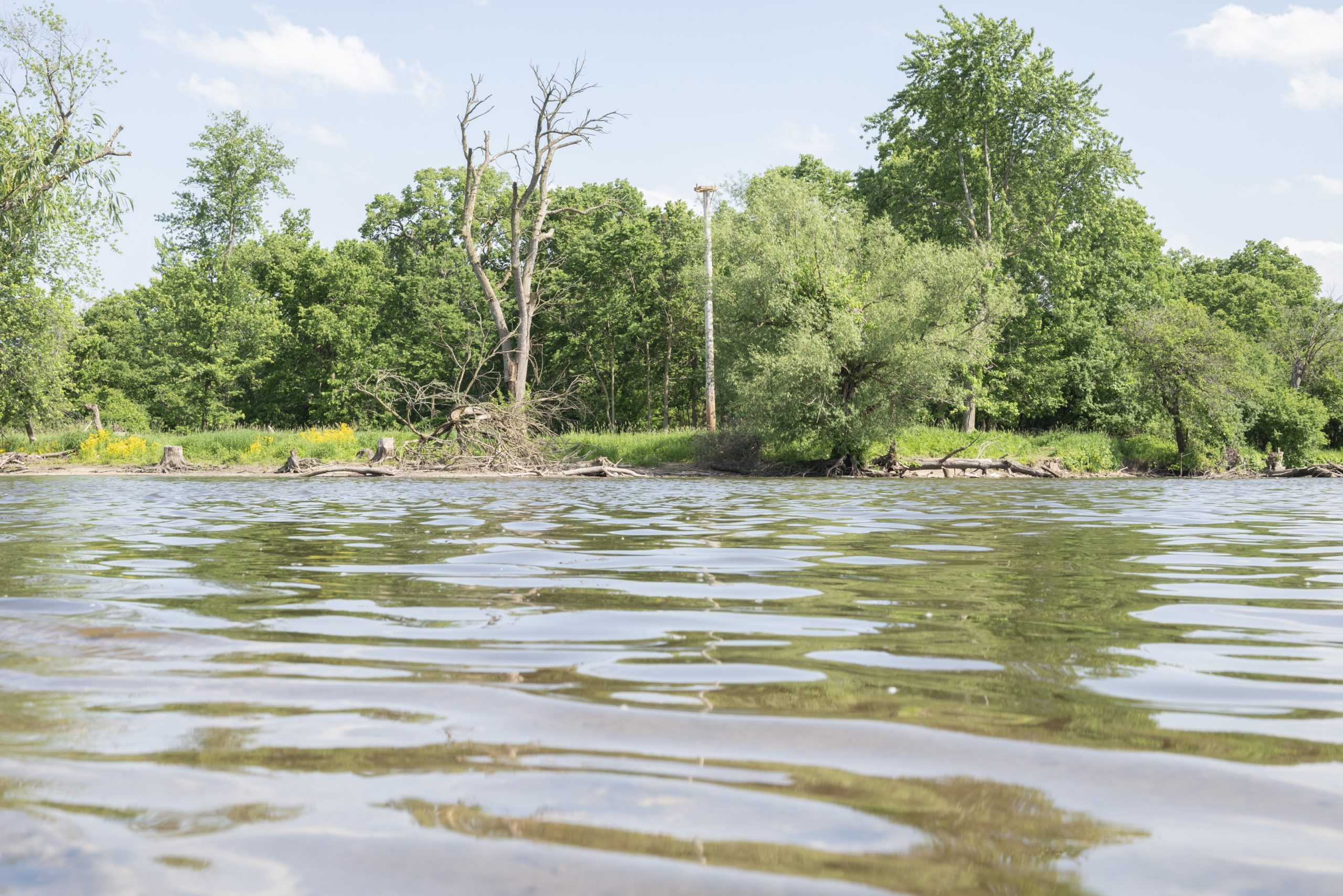 Riverside now requires permits to remove trees - Riverside-Brookfield ...